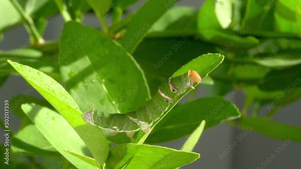 Oleander Hawk-moth Caterpillars on Thai lemon tree Oleander Hawk-moth Caterpillars on Thai lemon tree