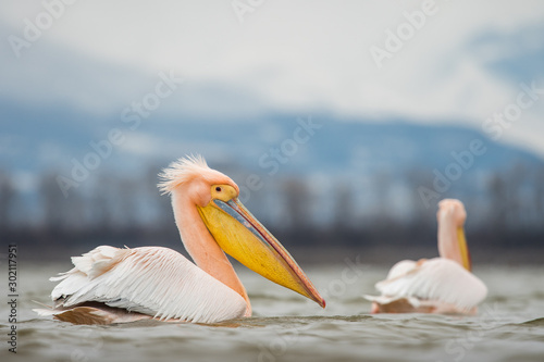 Картината върху платно Dalmatian pelican in the natural environment, wildlife, Kerkini lake, close up,