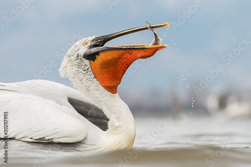 Dalmatian pelican in the natural environment, wildlife, Kerkini lake, close up, Pelecanus crispus