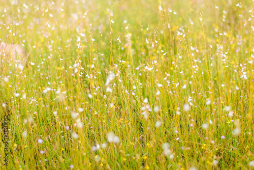 Forest Flower in the White word