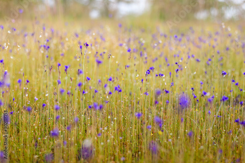 field of wild flowers 