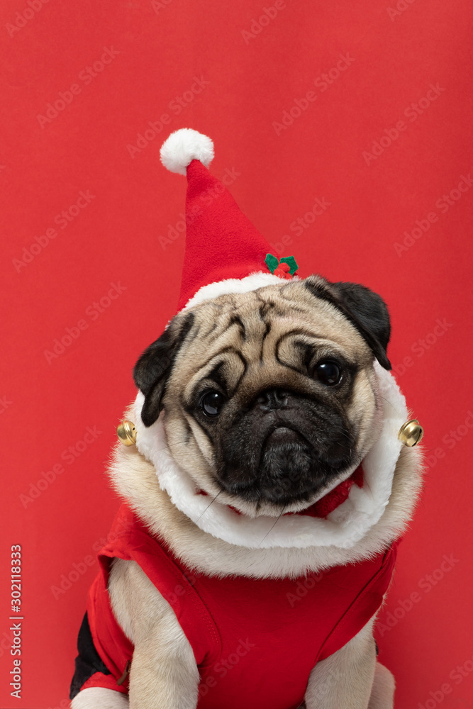 Adorable Pug wearing santa hat and santa costume in christmas day ready to celebrated with owner on red background,Christmas and New year concept