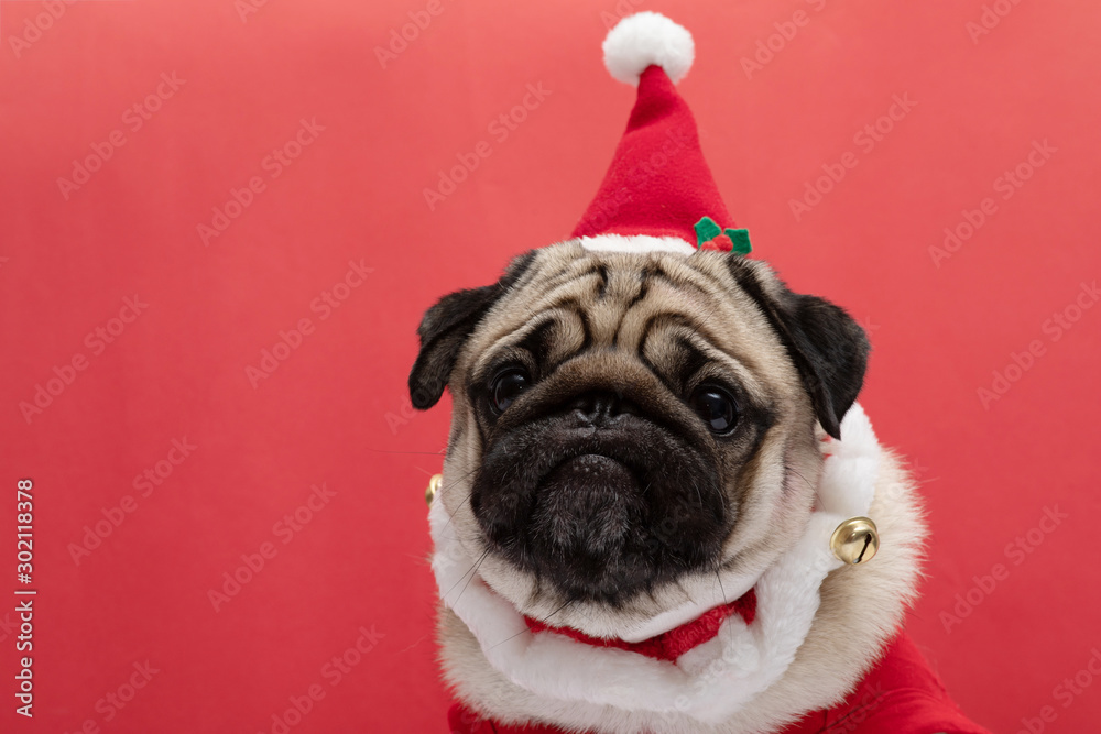 Adorable Pug wearing santa hat and santa costume in christmas day ready to celebrated with owner on red background,Christmas and New year concept
