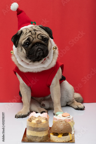 Adorable Pug wearing santa hat and santa costume in christmas day and birthday ready to celebrated with owner and birthday cake on the table on red background,Christmas and New year concept