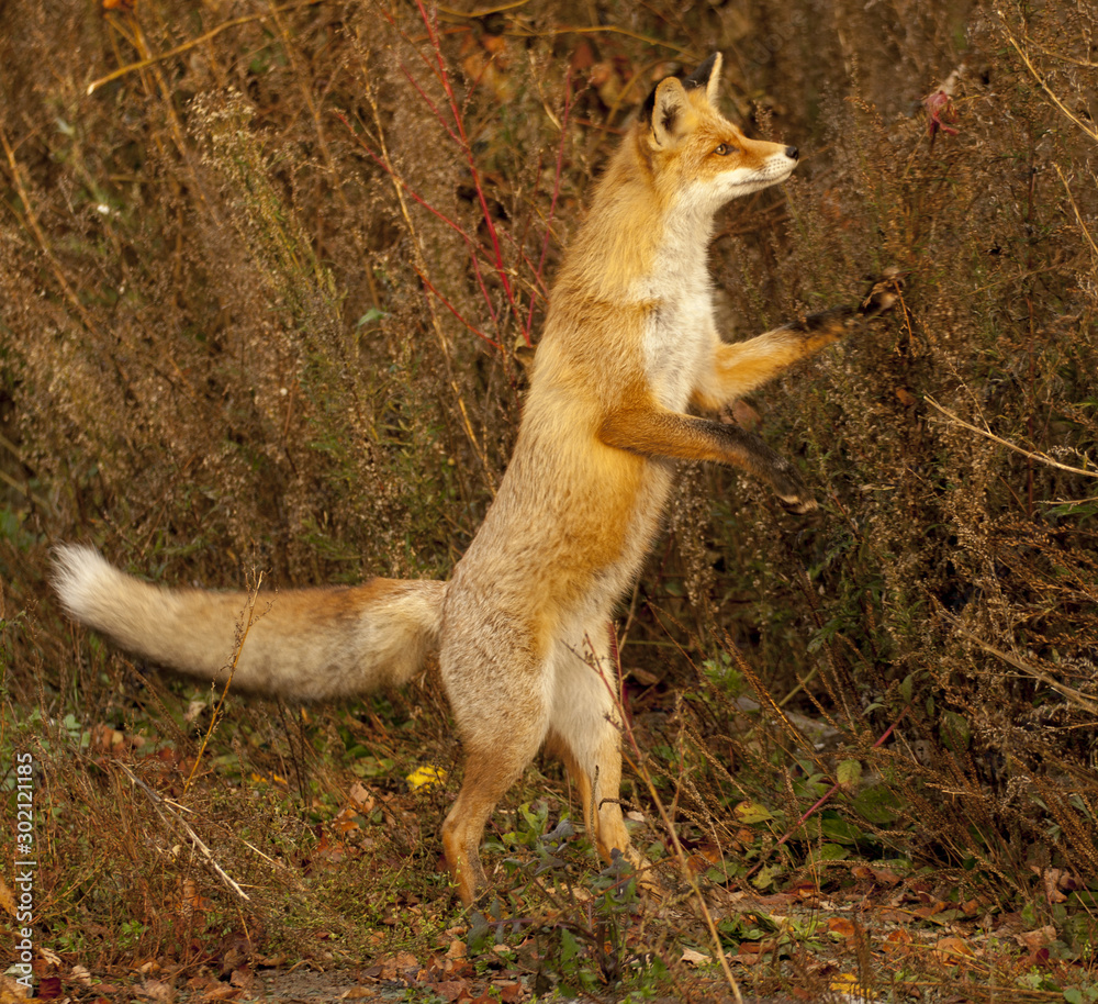Fototapeta premium red fox