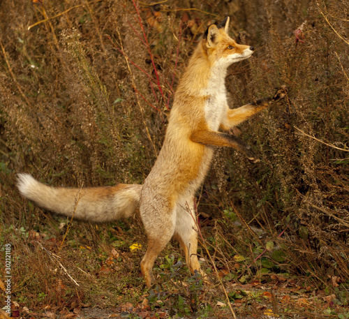 red fox