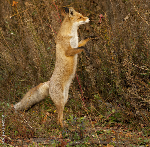my friend the Fox in September