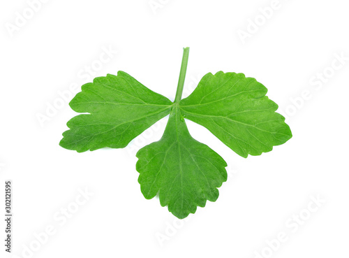 Celery leaf isolated on white background