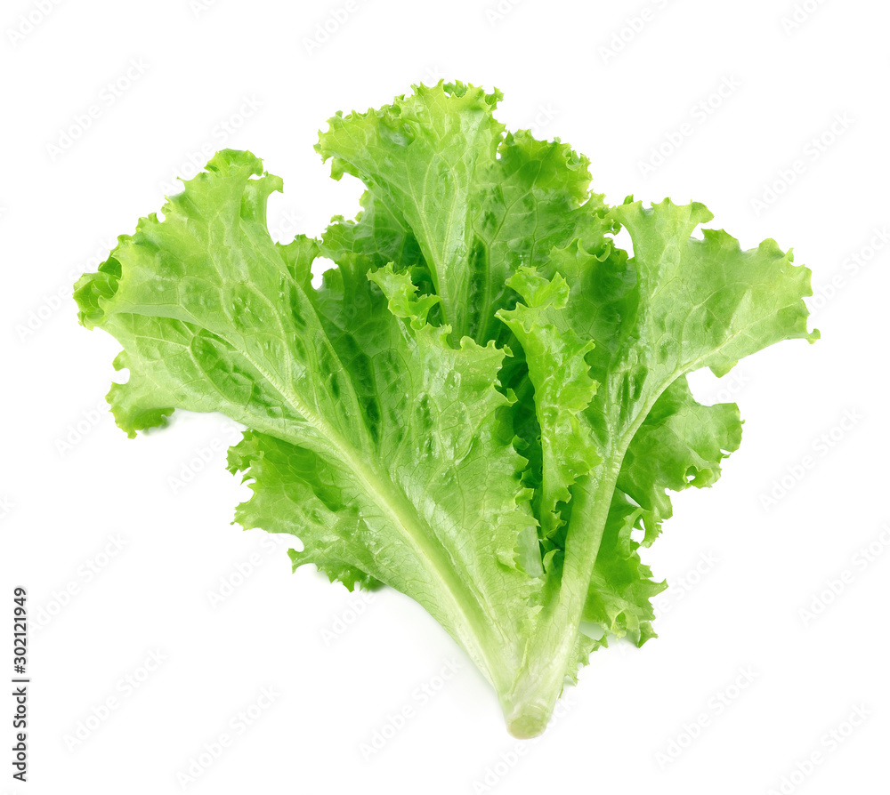 Salad leaf. Lettuce isolated on white background Salad leaf. Lettuce isolated on white background