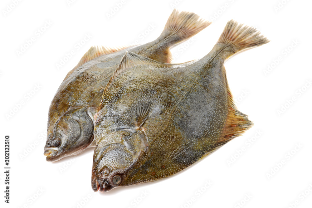 Psetta maxima (Turbot Fish) isolated on white background