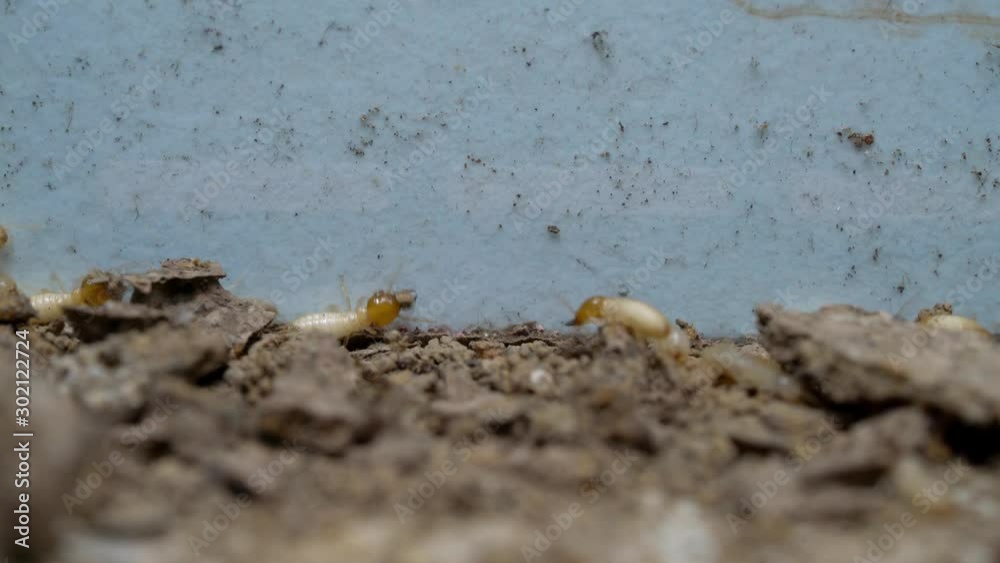 closeup termite walking on floor