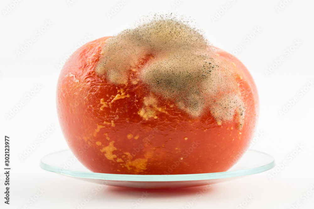 Fototapeta premium Closeup view of a tomato showing food spoilage and waste with moulds and bacteria growing on the surface. The tomato is sitting on a laboratory watch glass and isolated against a white background. 