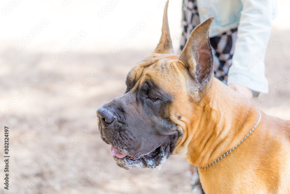 Obraz premium グレートデン グレートデーン 犬 dogge