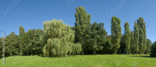 Ein Waldstück mit Wiese im Sommer