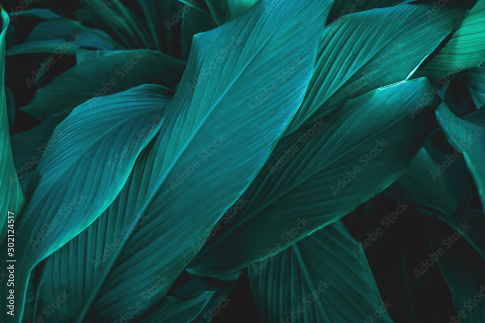 green leaf texture, dark green foliage nature background, tropical leaf green leaf texture, dark green foliage nature background, tropical leaf