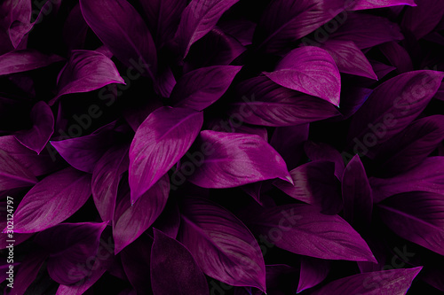 abstract purple leaf texture  nature background  tropical leaf