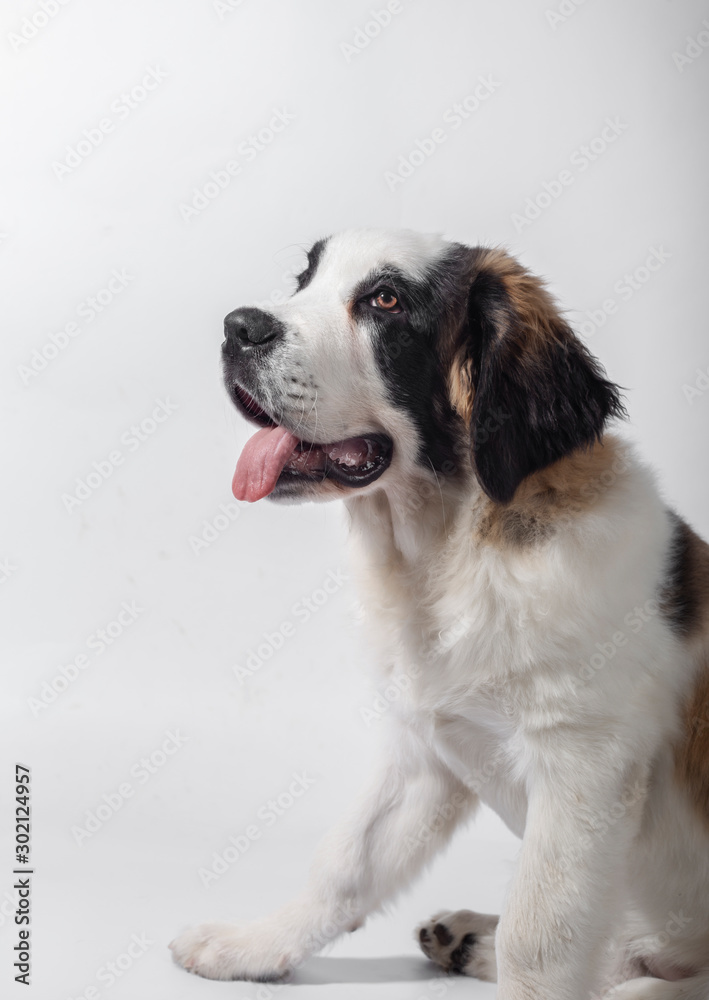 Beautiful puppy of St. Bernard 4 months sitting in profile on white background