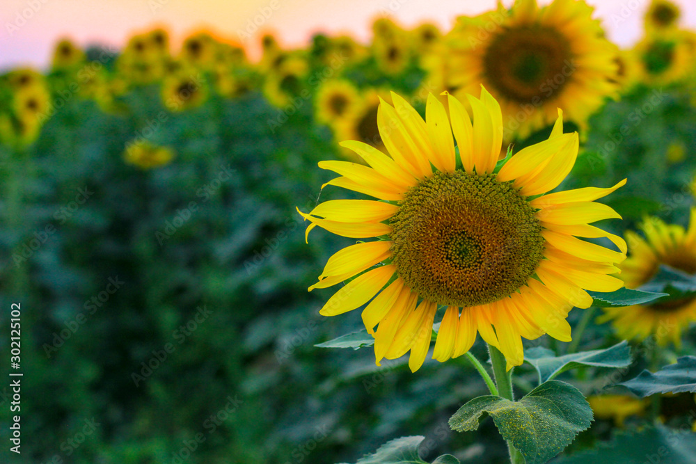 Fototapeta premium Golden sunflower in the sunny summer field, field of blooming sunflowers on a background sunset 