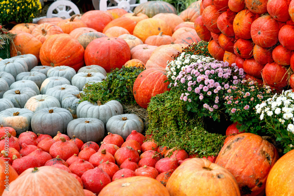 Beautiful ripe pumpkins. Harvest Festival. Collective farmers autumn harvest. Gorgeous autumn background with pumpkins.