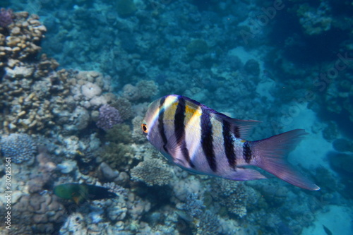 Sergeant Majors (Abudefduf saxatilis) swims in the Red Sea among corals