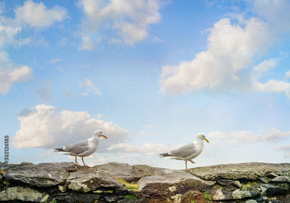 Two gulls on a stone wall in a blue cloudy sky Two gulls on a stone wall in a blue cloudy sky