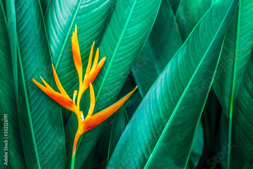 Fototapeta Naklejka Na Ścianę i Meble -  colorful exotic flower on dark tropical foliage nature background, tropical leaf