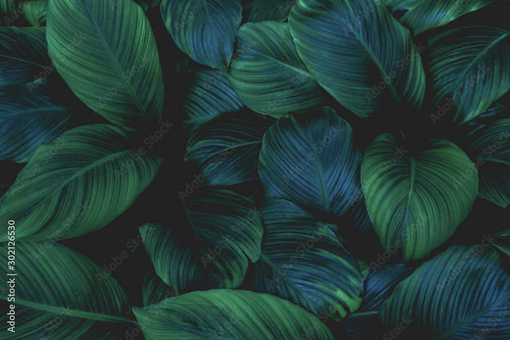 leaves of Spathiphyllum cannifolium, abstract green texture, nature background, tropical leaf - obrazy, fototapety, plakaty 
