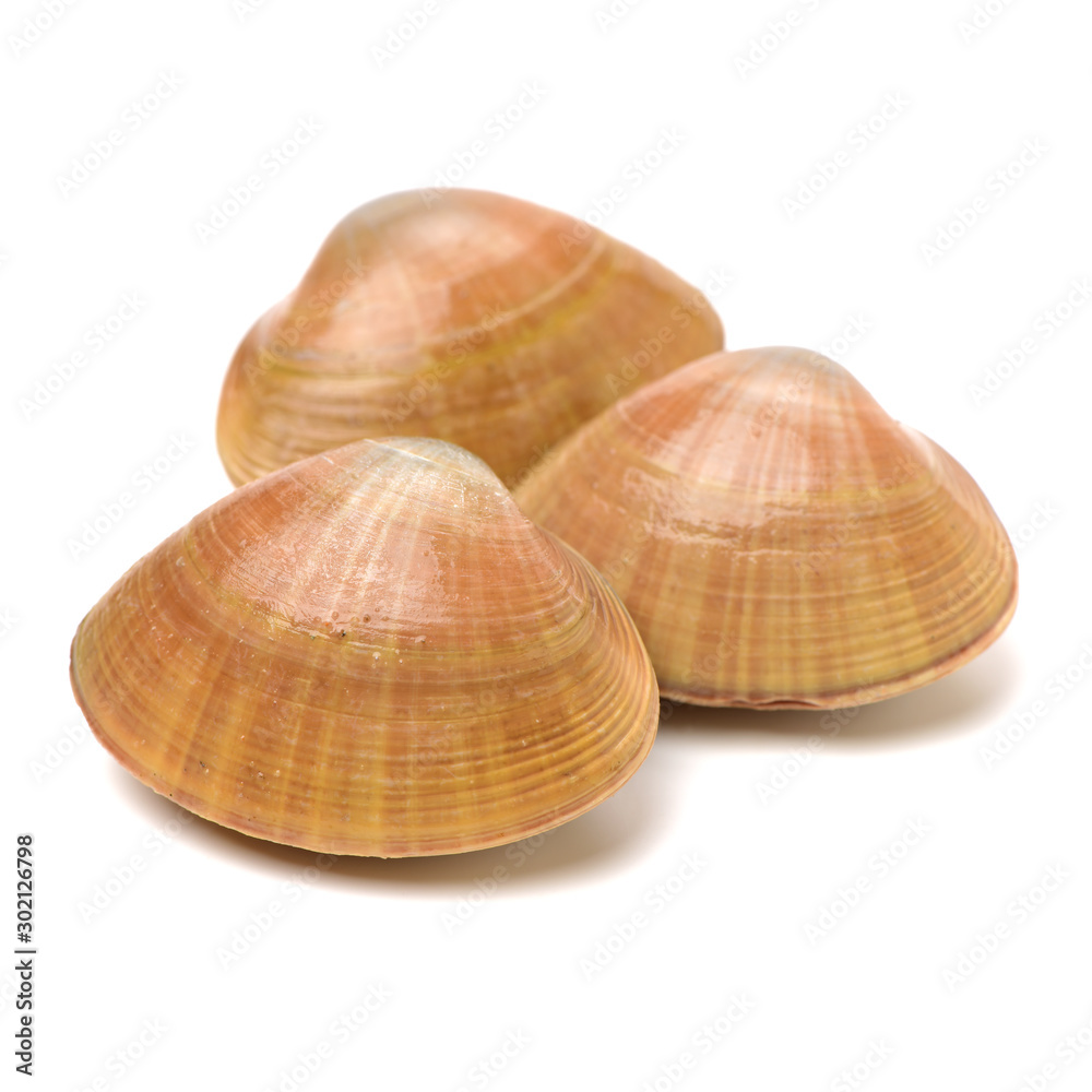 Stacked fresh raw clams on white background Stacked fresh raw clams on white background