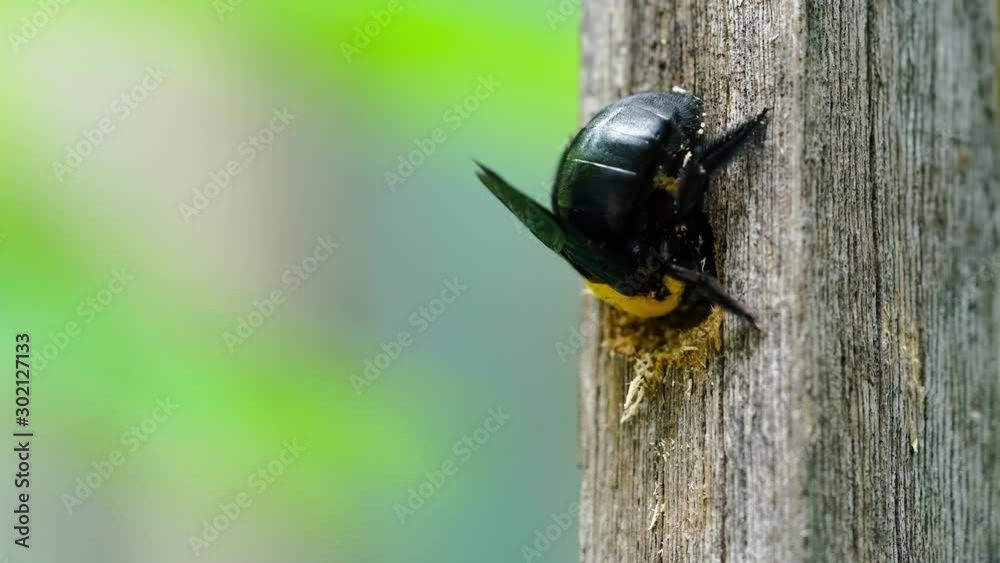 Xylocopa latipes or Tropical carpenter bee nesting in a dry wood ,Time lapse Stock ビデオ | Adobe Stock