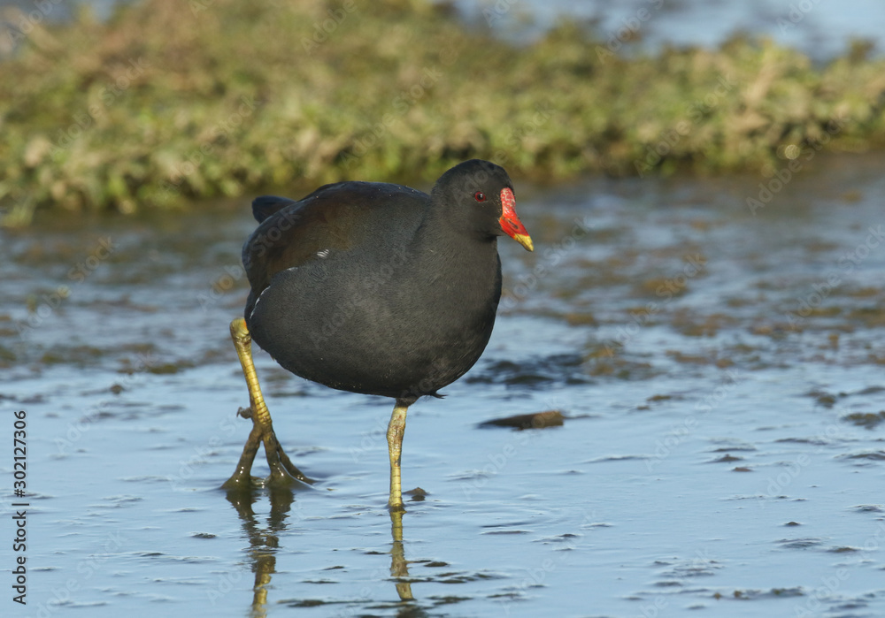A Moorhen, Gallinula chloropus, hunting for food in the mud at the edge of a freshwater lake, on the Norfolk, coast. A Moorhen, Gallinula chloropus, hunting for food in the mud at the edge of a freshwater lake, on the Norfolk, coast.