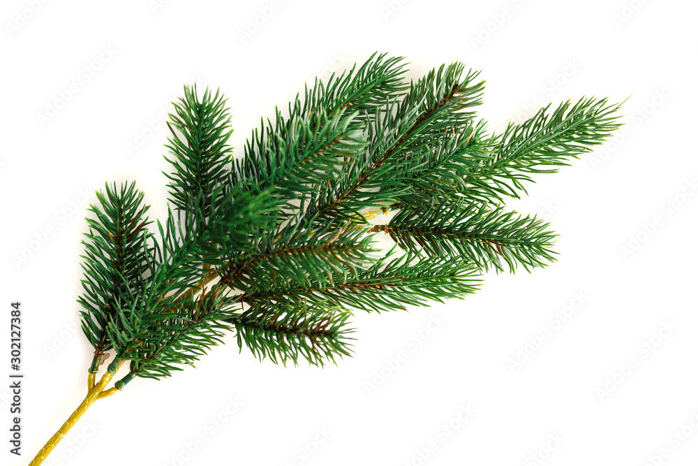Fir branch isolated on white background Fir branch isolated on white background