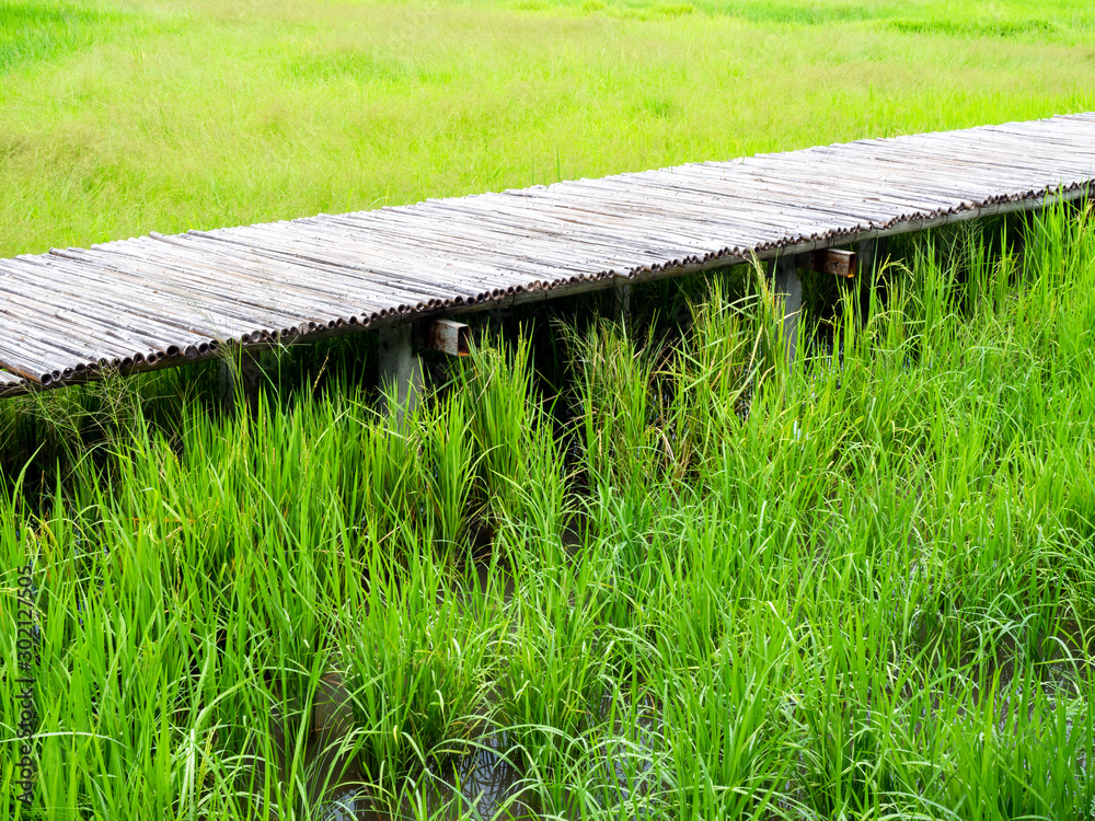 Bamboo bridge. Bamboo walkway with green fields. Bamboo bridge. Bamboo walkway with green fields.