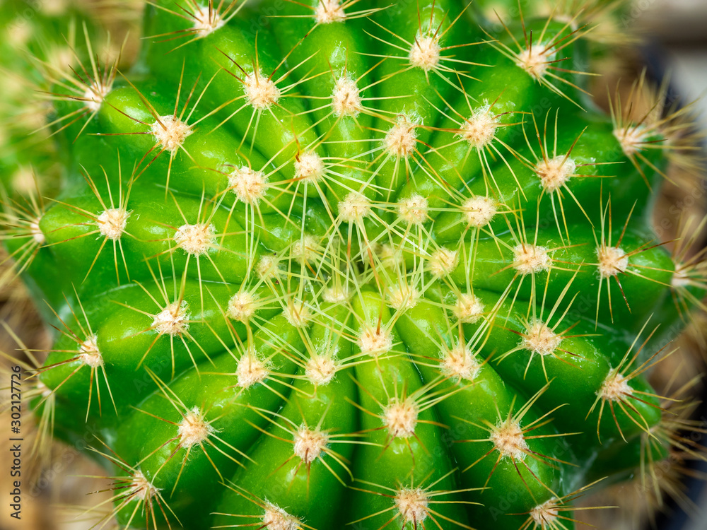 Green cactus. Abstract nature pattern. Green cactus. Abstract nature pattern.