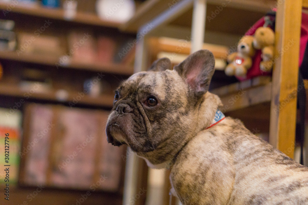 フレンチブルドッグ 犬 ブリンドル ドッグカフェ Photos Adobe Stock