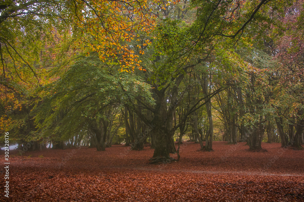 Autumn view of Monte Canfaito and San Vicino, Marche: a majestic nature reserve to visit in silence, discovering magnificent trees