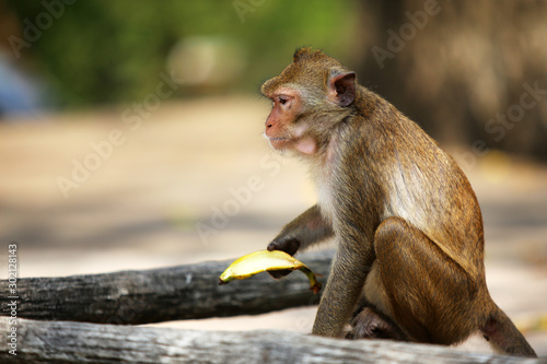 Monkey eating banana in the park. © Wasitt
