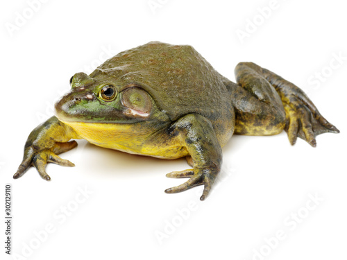 Obraz na plátně Bullfrog, Rana catesbeiana, against white background, studio shot