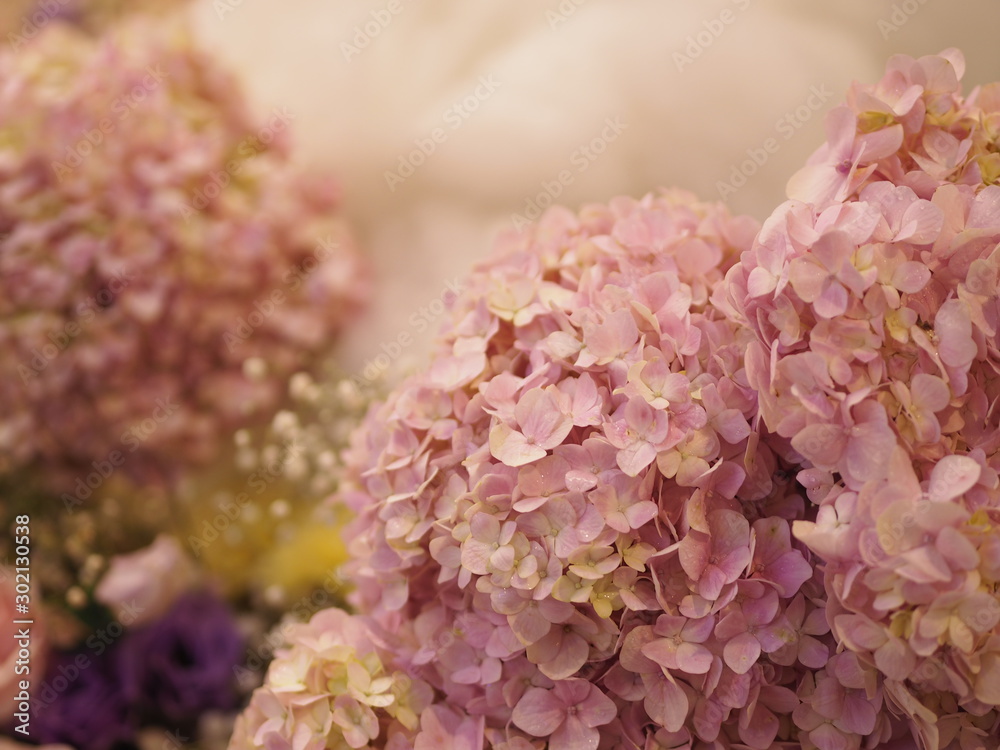 Hydrangea Or Ajisai Pink Flower On Blurred Of Nature Background Stock Photo Adobe Stock