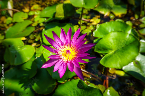 Pink waterlily in the pond