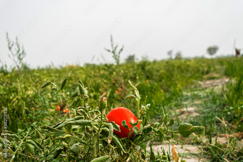 fresh and healthy tomatoes are growing and hanging in the vegetables farm fresh and healthy tomatoes are growing and hanging in the vegetables farm