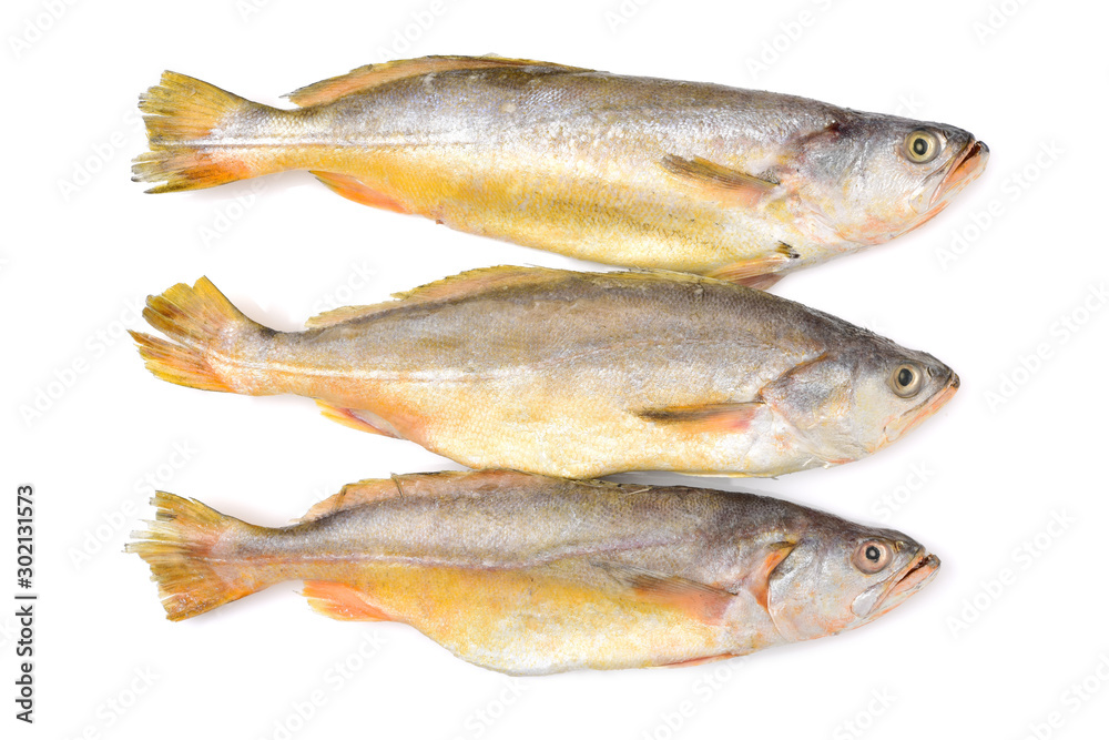 Yellow Croaker Fish On White background Yellow Croaker Fish On White background