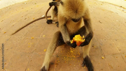 langur breaks down kachori indian spicy snack and throws it away another monkey picks at it's tail city park of Kolkata photo