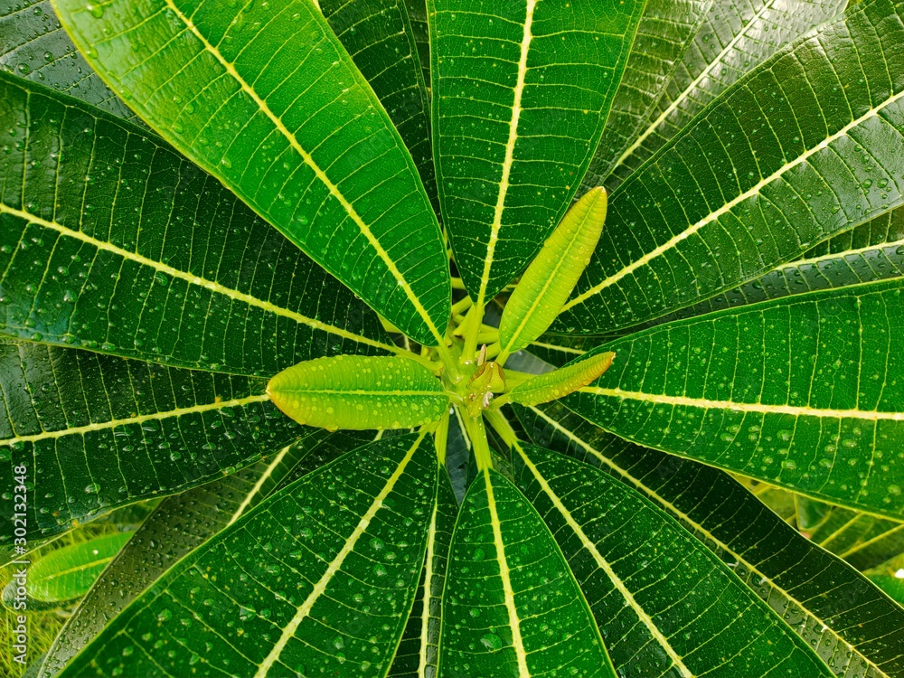 closeup of green leaf closeup of green leaf
