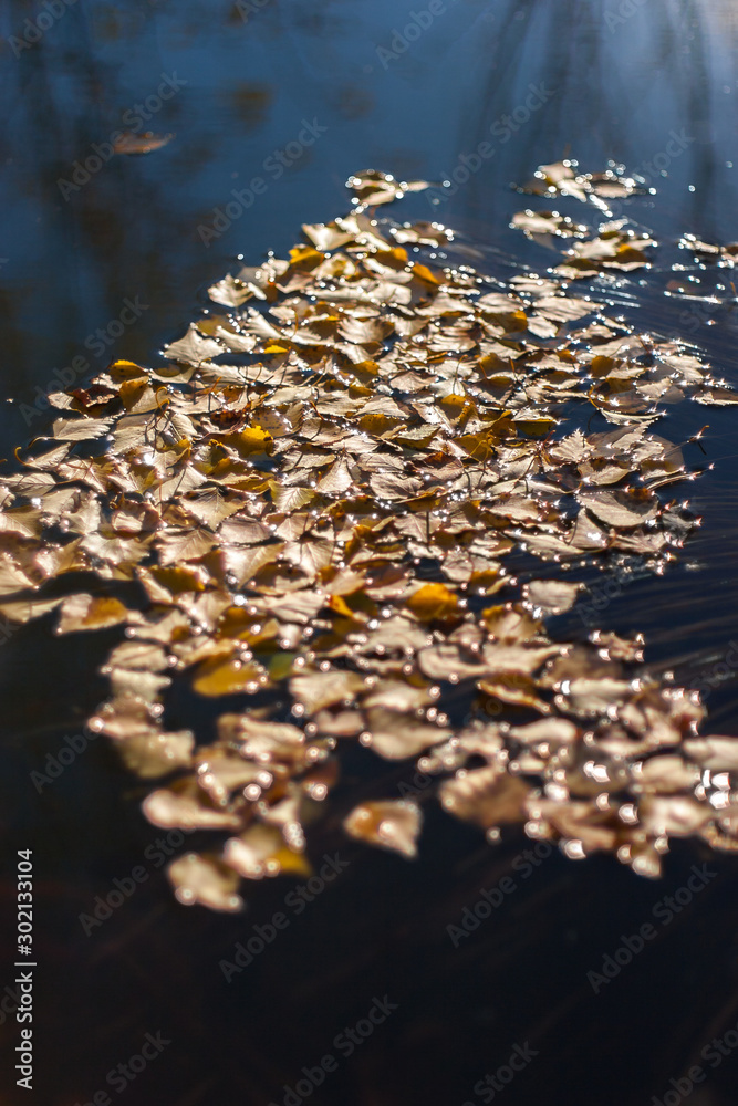 Natural texture background. Leaves on the water with sparkles from the sun. Algae and grass under water. Selective soft focus. Vertical. Natural texture background. Leaves on the water with sparkles from the sun. Algae and grass under water. Selective soft focus. Vertical.