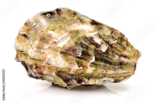 Fresh opened oyster on white background