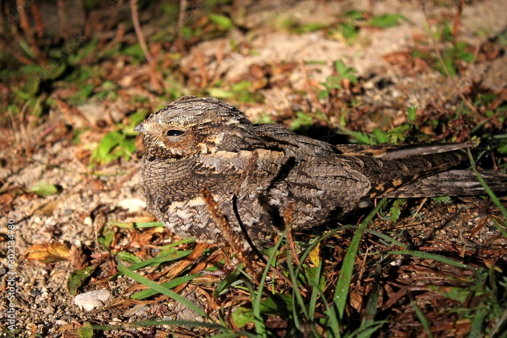 A rare bird with soft plumage hiding in the background of field vegetation A rare bird with soft plumage hiding in the background of field vegetation