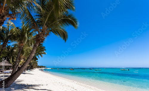 palm tree on the beach  Morne Brabant  Mauritius 