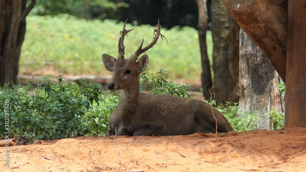 Male Greater Kudu in nature Male Greater Kudu in nature