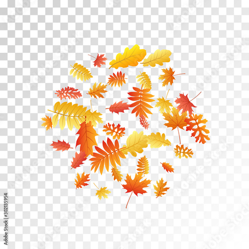 Oak, maple, wild ash rowan leaves vector, autumn foliage on transparent background.