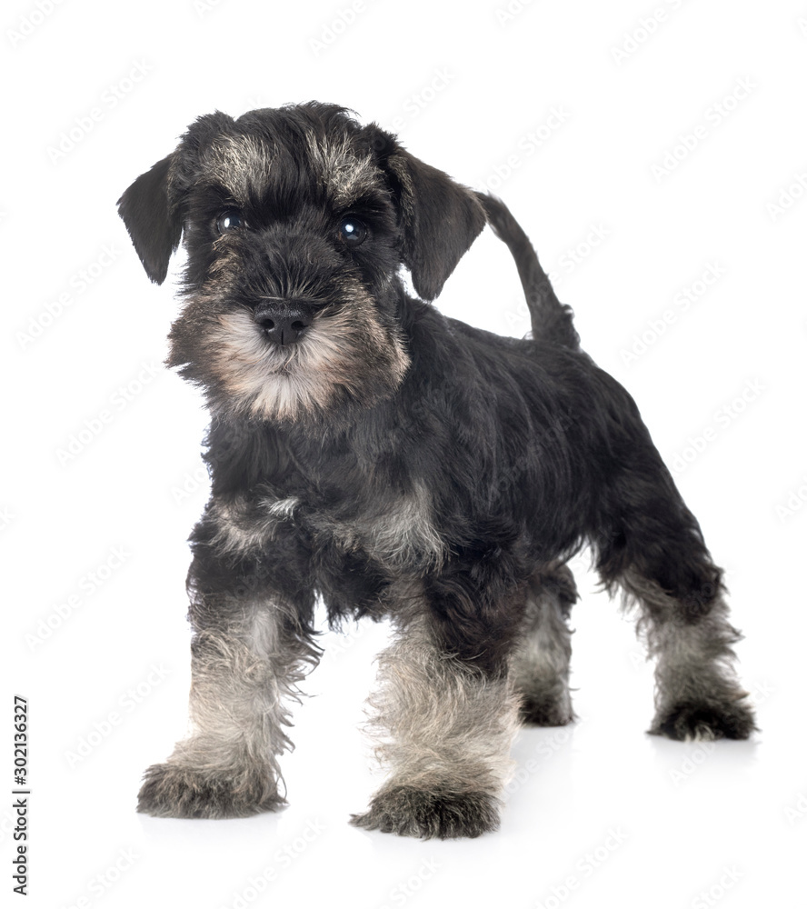 puppy miniature schnauzer